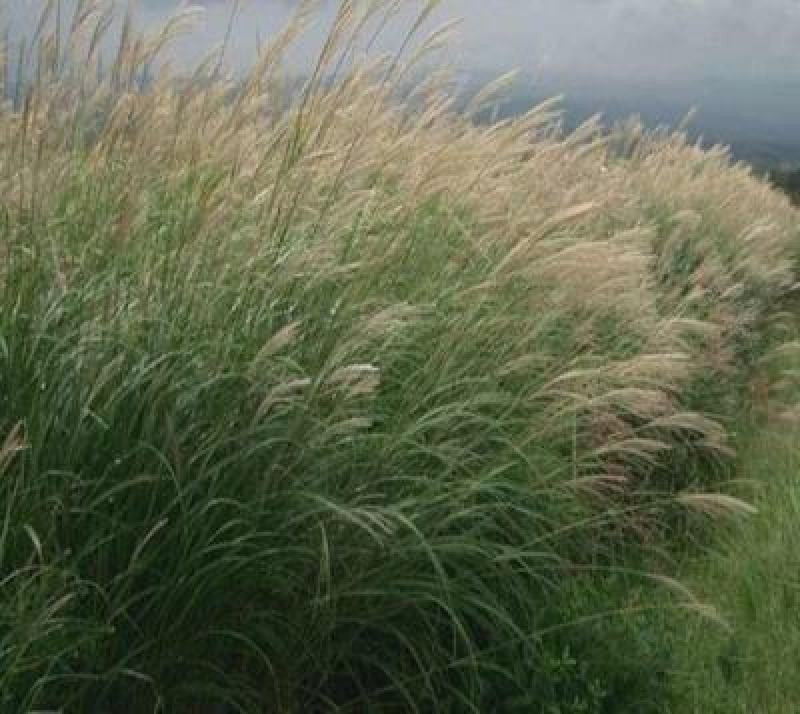 护坡牧草野芒草种子四季种南方北方种植野草植物易种草籽护坡