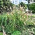 护坡牧草野芒草种子四季种南方北方种植野草植物易种草籽护坡