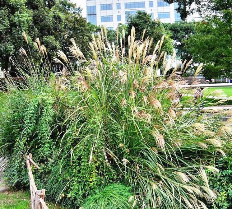 护坡牧草野芒草种子四季种南方北方种植野草植物易种草籽护坡