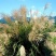护坡牧草野芒草种子四季种南方北方种植野草植物易种草籽护坡