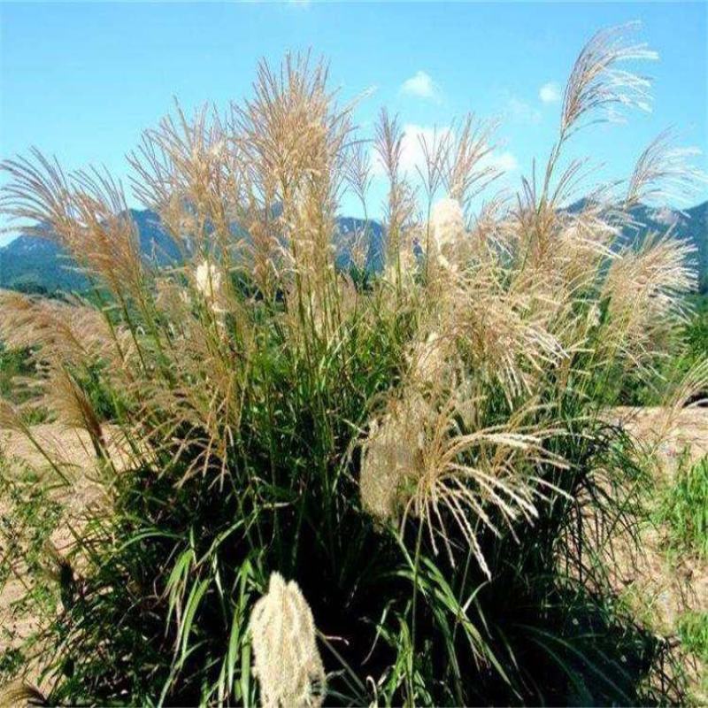 护坡牧草野芒草种子四季种南方北方种植野草植物易种草籽护坡