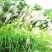 护坡牧草野芒草种子四季种南方北方种植野草植物易种草籽护坡