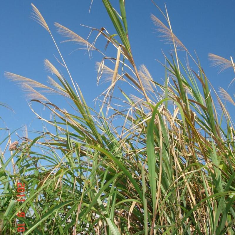 护坡牧草野芒草种子四季种南方北方种植野草植物易种草籽护坡