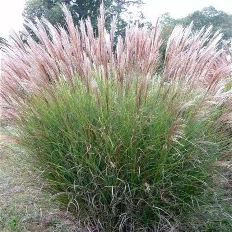 护坡牧草野芒草种子四季种南方北方种植野草植物易种草籽护坡