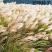 护坡牧草野芒草种子四季种南方北方种植野草植物易种草籽护坡