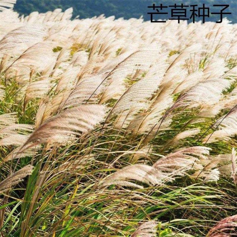 护坡牧草野芒草种子四季种南方北方种植野草植物易种草籽护坡