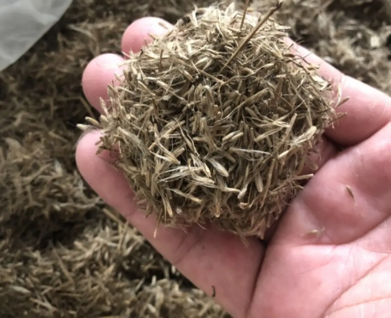 护坡牧草野芒草种子四季种南方北方种植野草植物易种草籽护坡