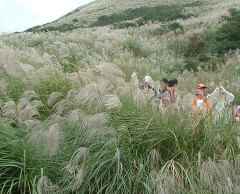 护坡牧草野芒草种子四季种南方北方种植野草植物易种草籽护坡