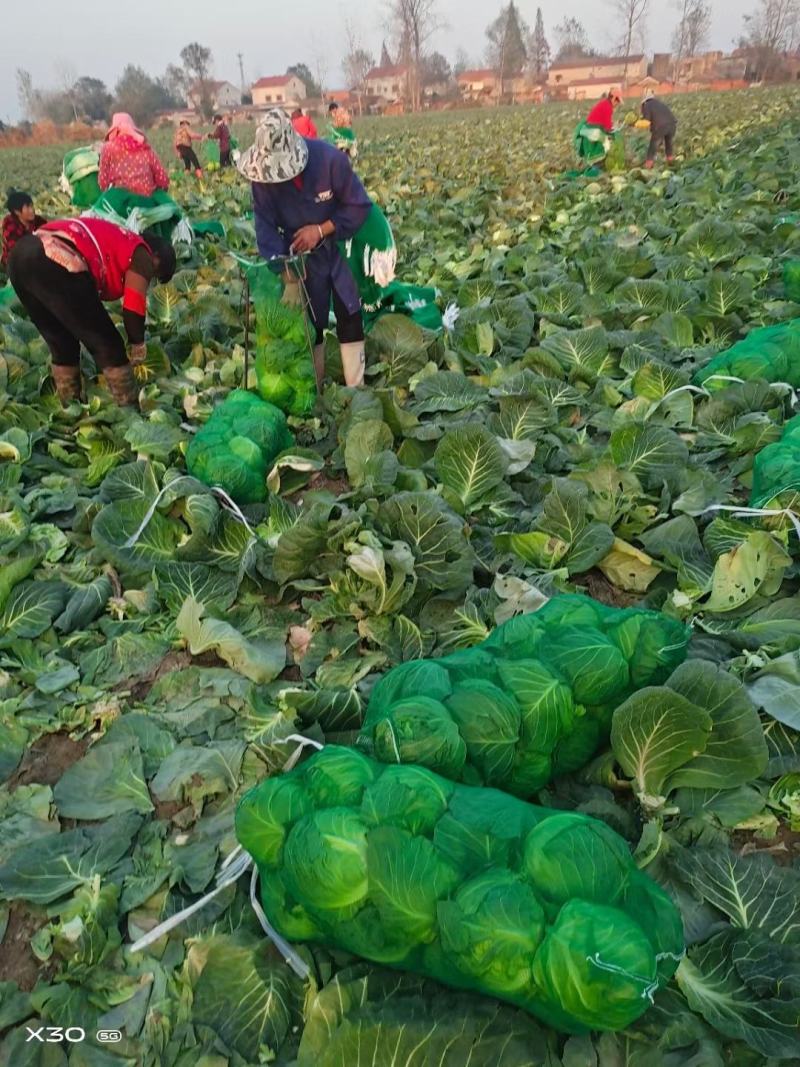 万亩蔬菜基地108甘蓝已上市供应市场、超市、食堂、电商