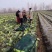 万亩蔬菜基地108甘蓝已上市供应市场、超市、食堂、电商