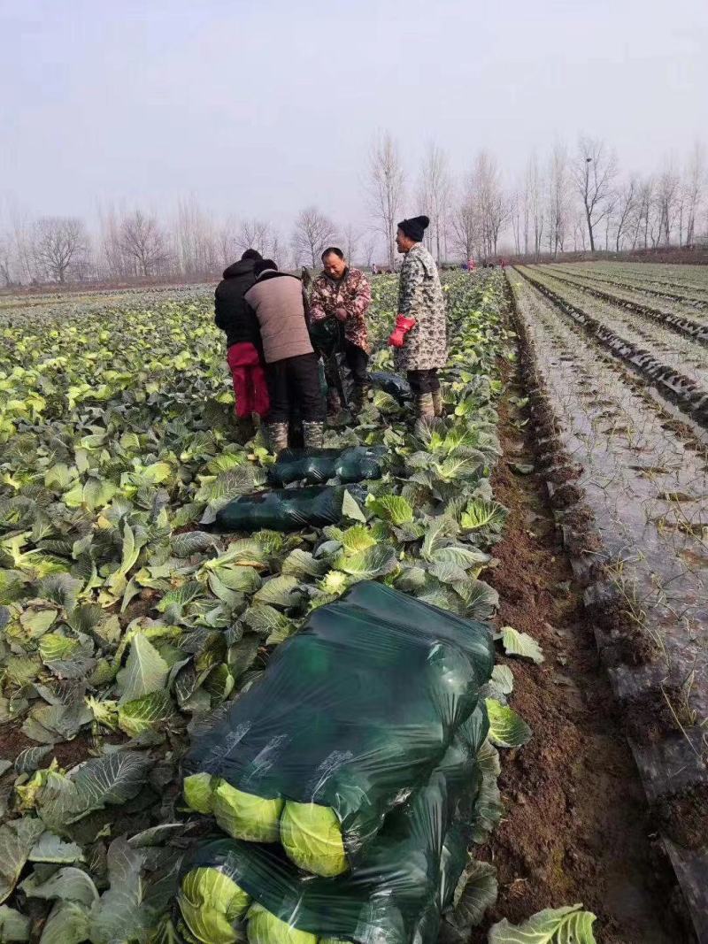 万亩蔬菜基地108甘蓝已上市供应市场、超市、食堂、电商