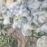 万亩蔬菜基地白面青梗有机花菜大量供应市场、超市、食堂
