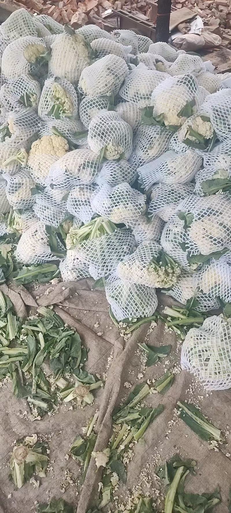 万亩蔬菜基地白面青梗有机花菜大量供应市场、超市、食堂