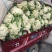 万亩蔬菜基地白面青梗有机花菜大量供应市场、超市、食堂