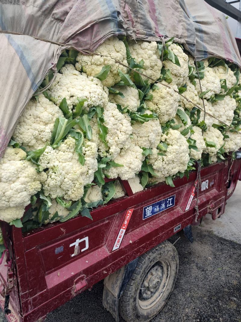 万亩蔬菜基地白面青梗有机花菜大量供应市场、超市、食堂
