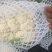 万亩蔬菜基地白面青梗有机花菜大量供应市场、超市、食堂