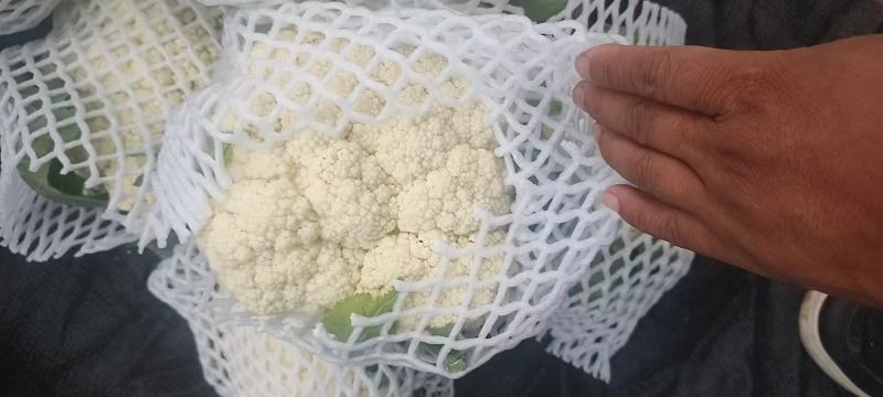 万亩蔬菜基地白面青梗有机花菜大量供应市场、超市、食堂