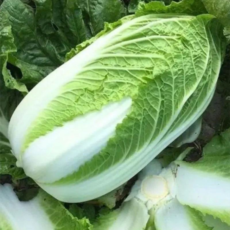 各类蔬菜