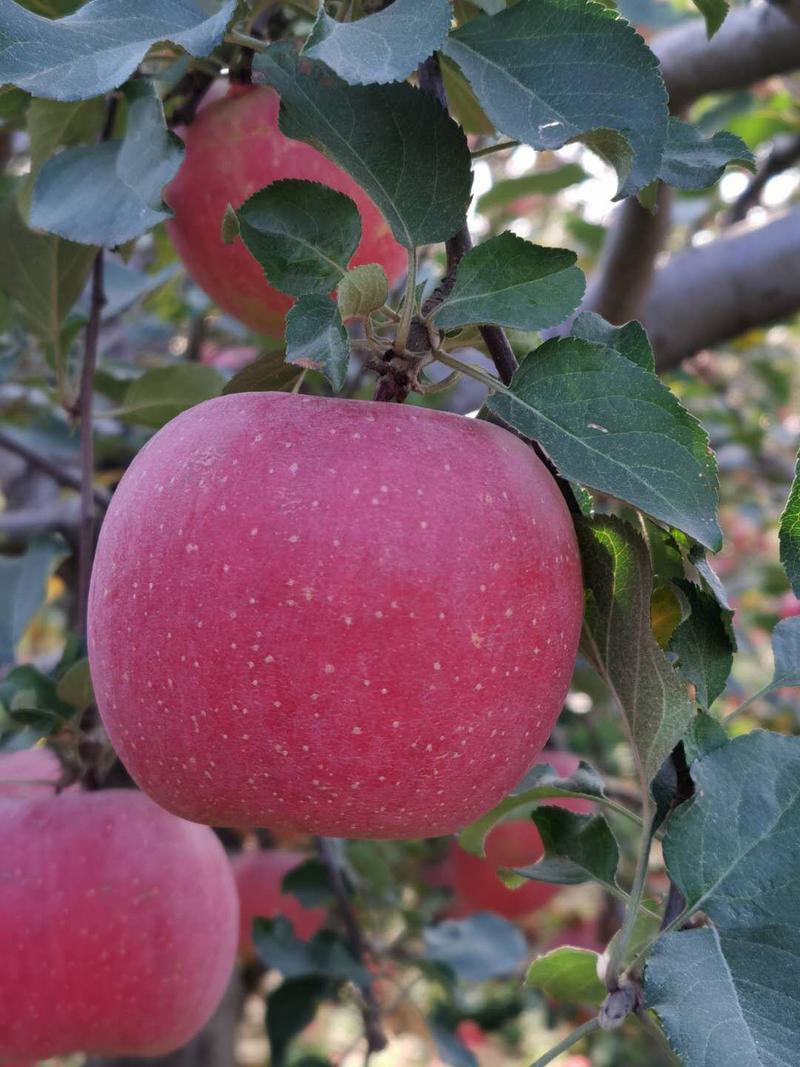 原产地供应秦脆苹果苗，质量一级，苗木纯度高，成活率高