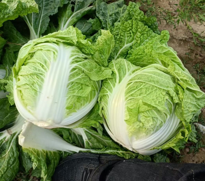 开封精品大白菜大量上市品质优选一手货源