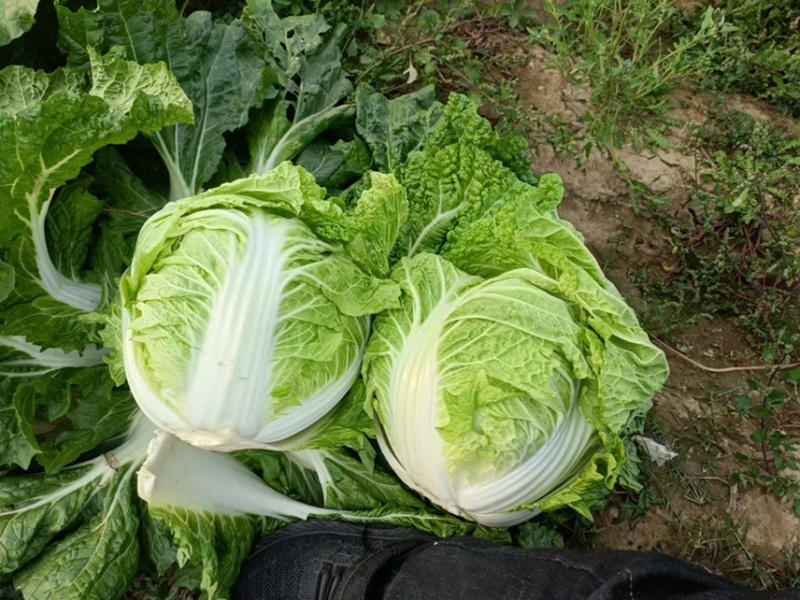 开封精品大白菜大量上市品质优选一手货源