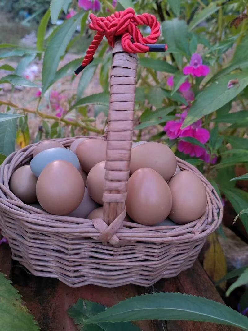 七彩野山鸡蛋，蛋中珍品，长年批发零售，无破蛋，破损包赔。