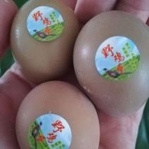 七彩野山鸡蛋，蛋中珍品，长年批发零售，无破蛋，破损包赔。