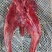 兔肉新鲜后腿肉前腿肉整只新鲜肉腊肉香肉腌制