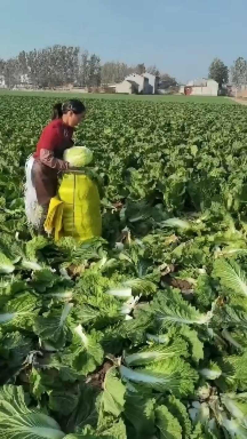 白菜入库储存专用大白菜河南夏邑青杂三号白菜，精品大白菜