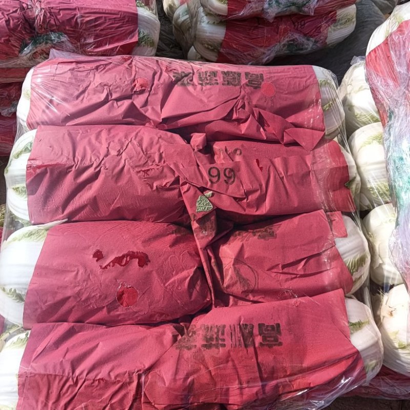白菜入库储存专用大白菜河南夏邑青杂三号白菜，精品大白菜