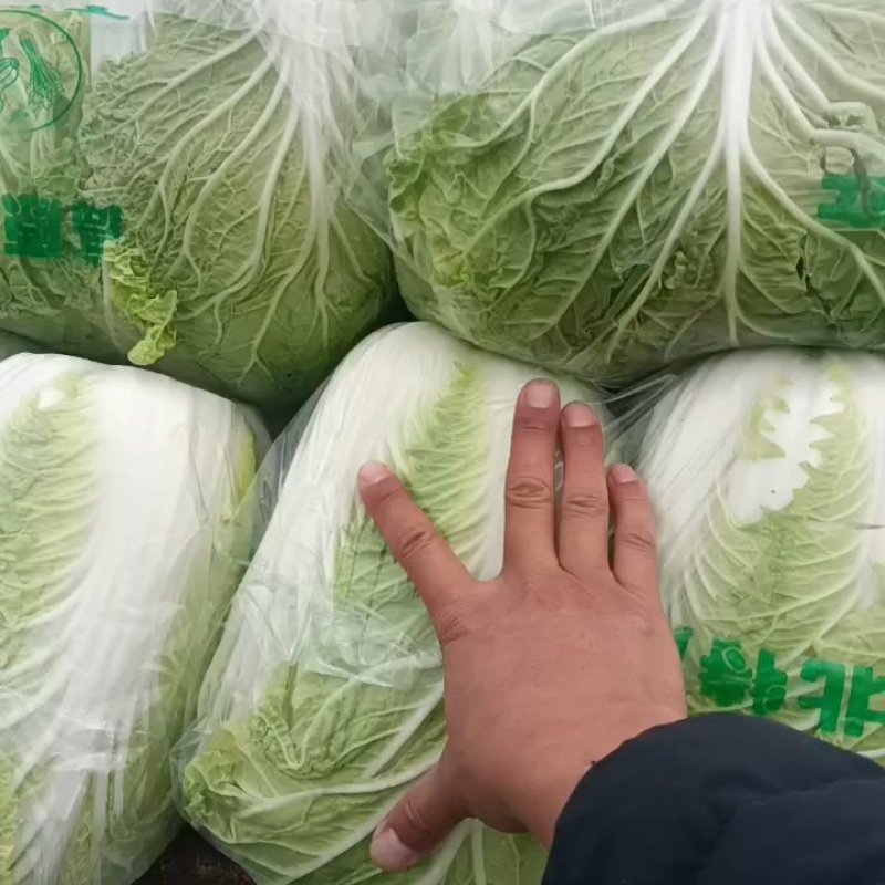 白菜入库储存专用大白菜河南夏邑青杂三号白菜，精品大白菜