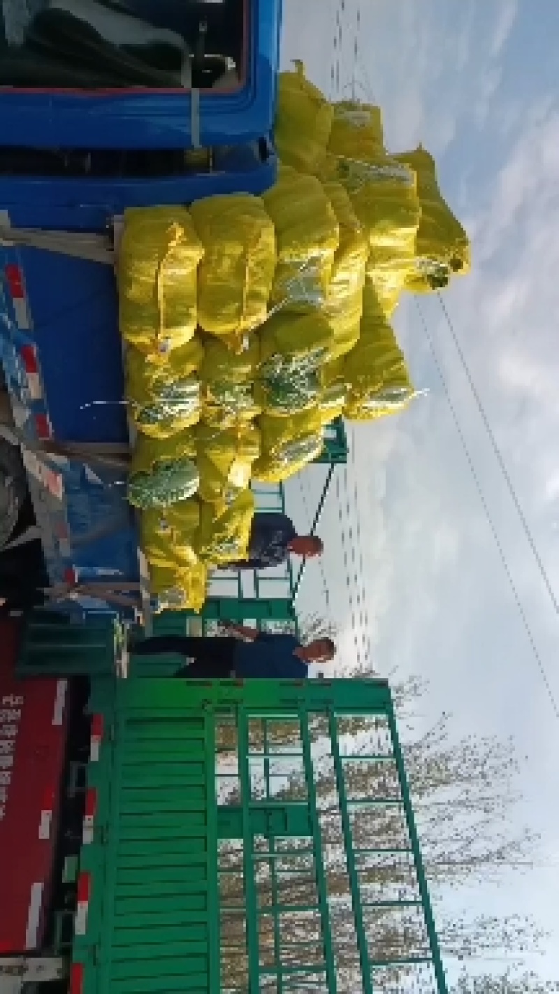 白菜入库储存专用大白菜河南夏邑青杂三号白菜，精品大白菜