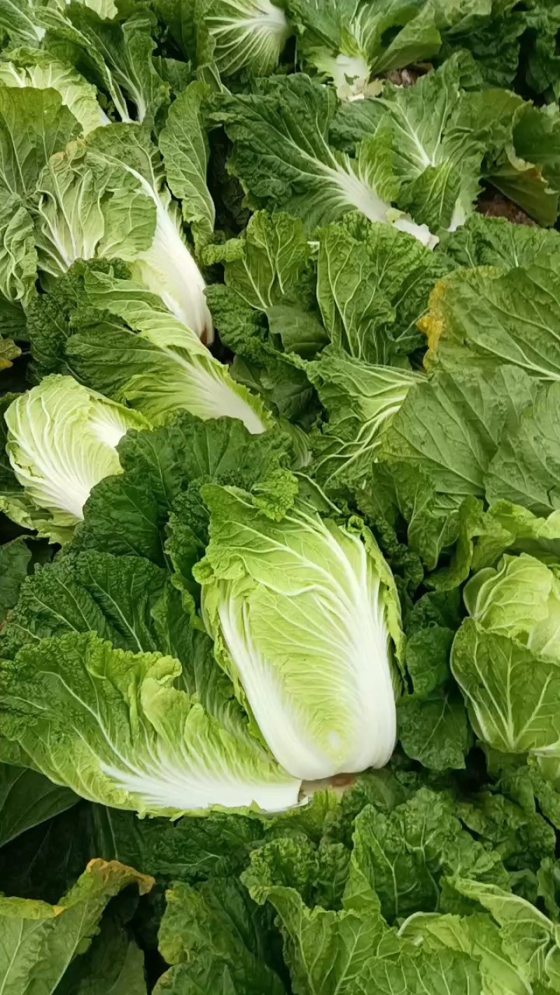 白菜入库储存专用大白菜河南夏邑青杂三号白菜，精品大白菜