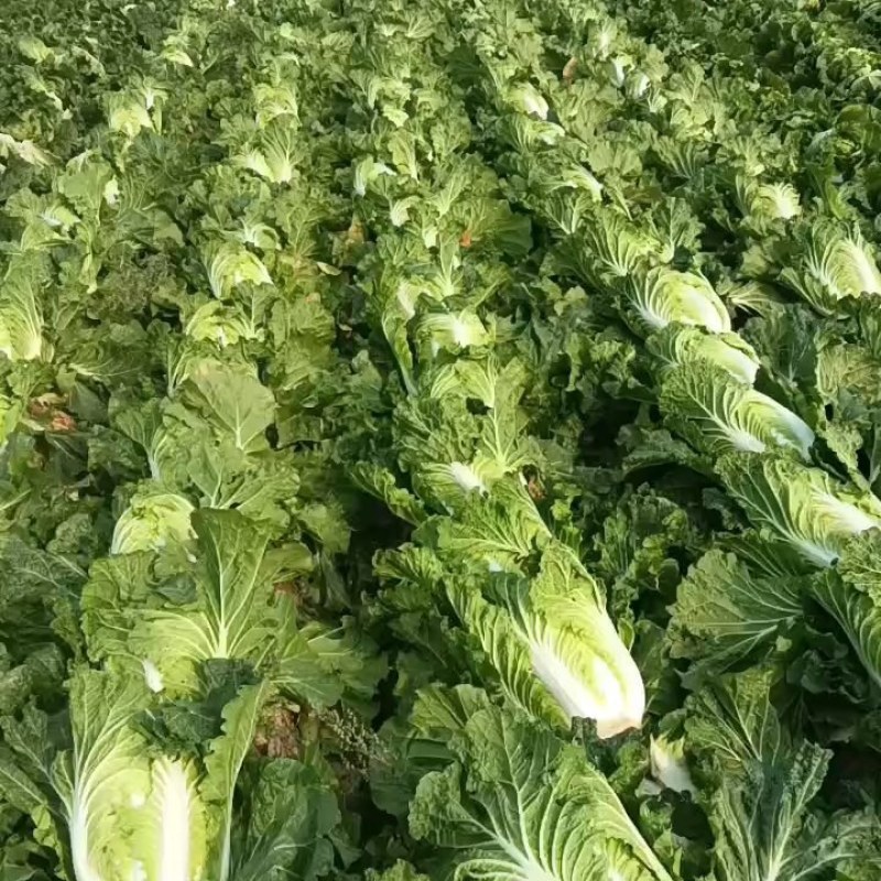 白菜入库储存专用大白菜河南夏邑青杂三号白菜，精品大白菜