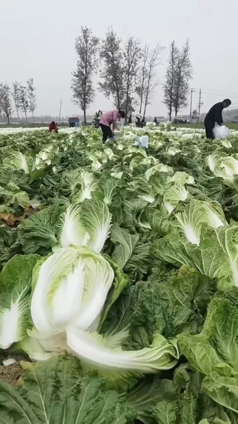 白菜入库储存专用大白菜河南夏邑青杂三号白菜，精品大白菜