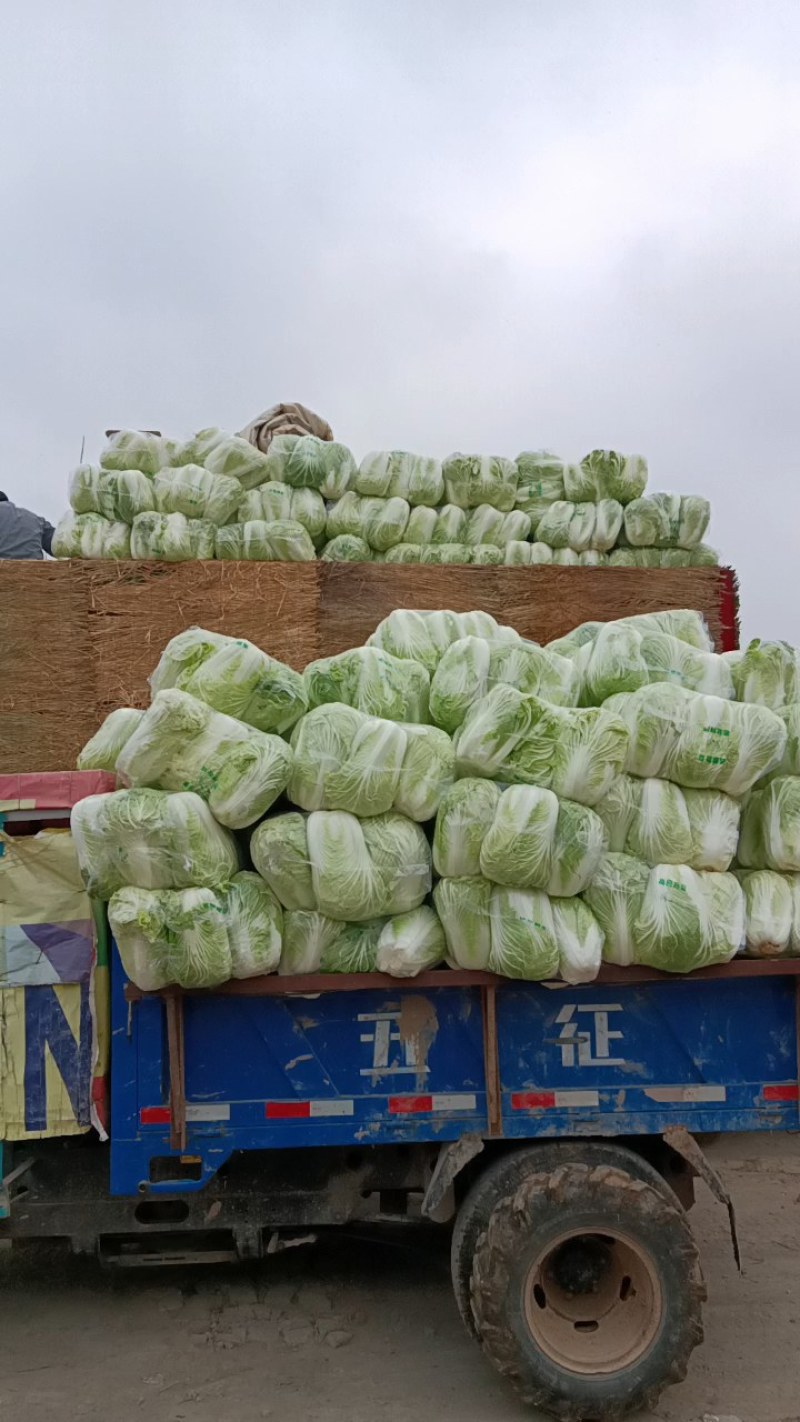 白菜入库储存专用大白菜河南夏邑青杂三号白菜，精品大白菜