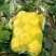 白菜入库储存专用大白菜河南夏邑青杂三号白菜，精品大白菜