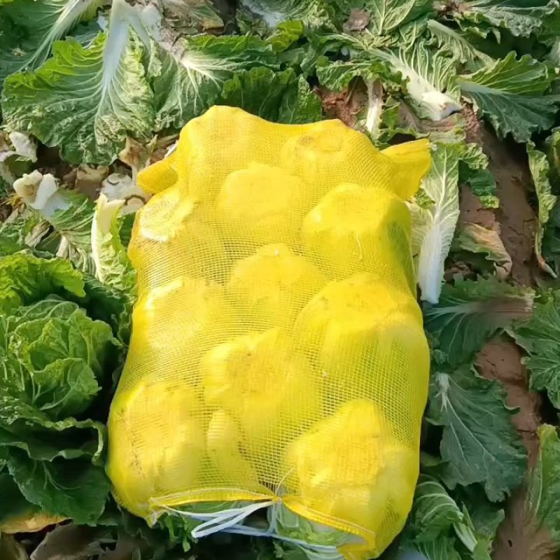 白菜入库储存专用大白菜河南夏邑青杂三号白菜，精品大白菜