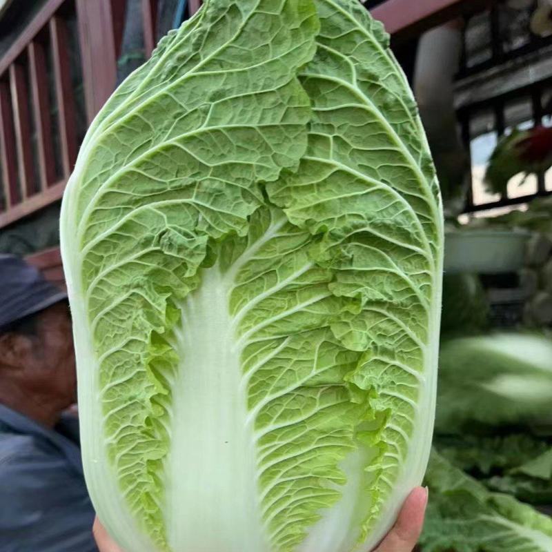 【扶农特惠】高山精品白菜，品质保证，一手货源，合作共赢