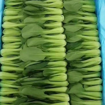 长年供应油菜，快菜