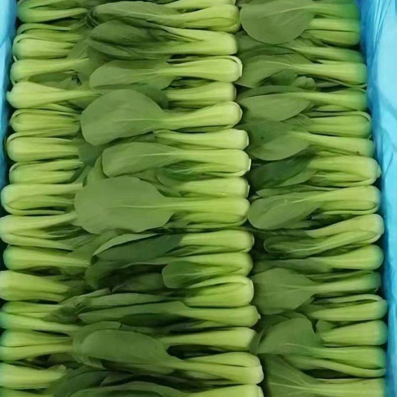 长年供应油菜，快菜
