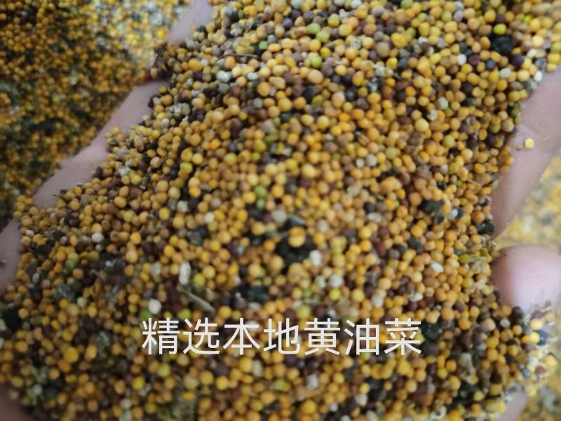 【精】贵州菜籽油自加工，资质齐全，美味卫生欢迎咨询