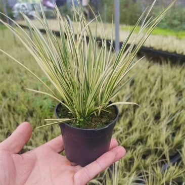 菖蒲有栖川桌面阳台办公室微型盆景绿植小盆栽