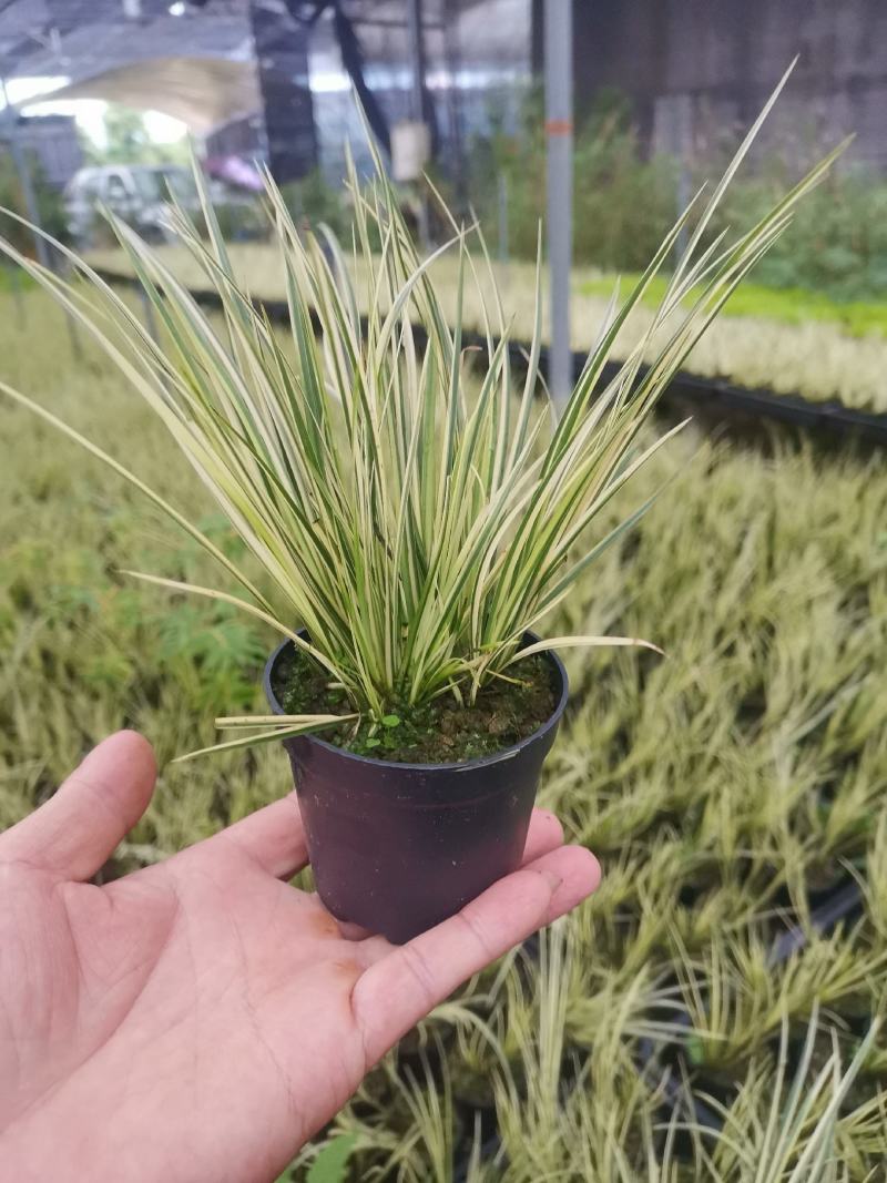 菖蒲有栖川桌面阳台办公室微型盆景绿植小盆栽