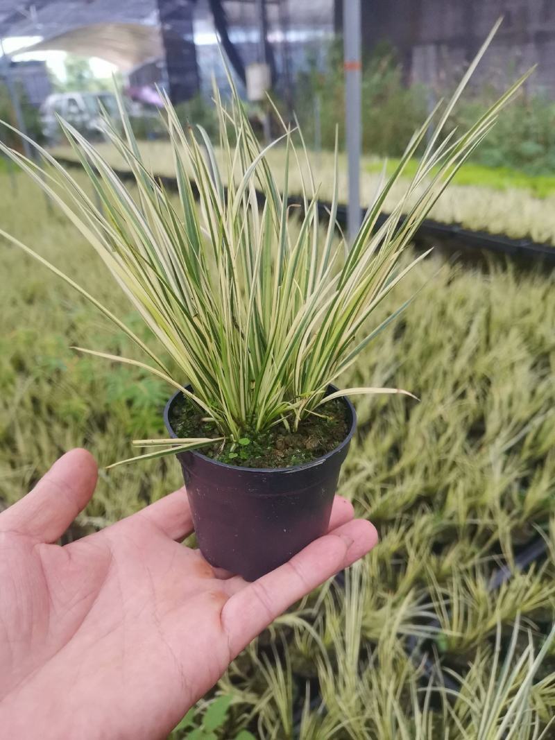 菖蒲有栖川桌面阳台办公室微型盆景绿植小盆栽