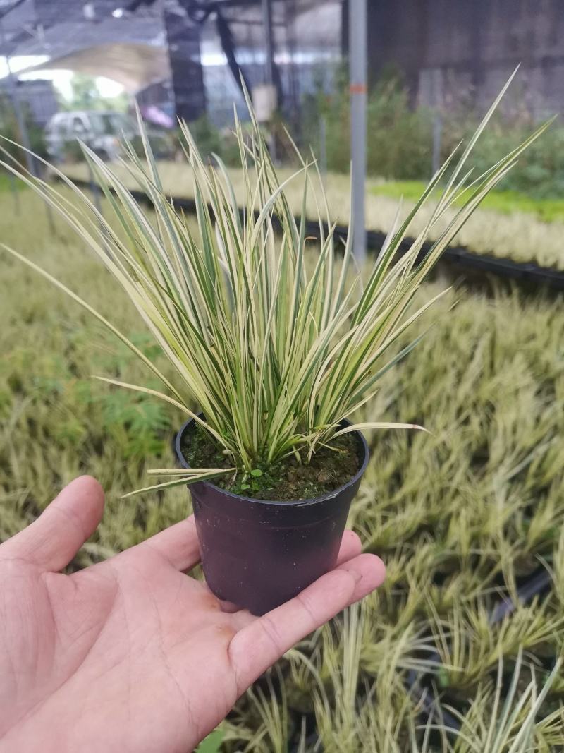 菖蒲有栖川桌面阳台办公室微型盆景绿植小盆栽