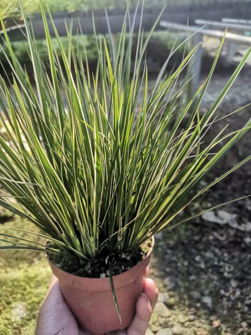 菖蒲有栖川桌面阳台办公室微型盆景绿植小盆栽