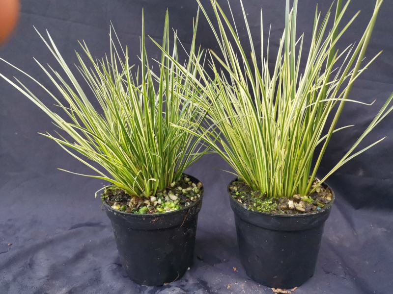 菖蒲有栖川桌面阳台办公室微型盆景绿植小盆栽