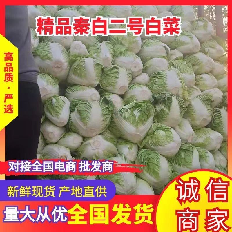 淮阳精品大白菜秦白2号新乡小包入库发市场齐全