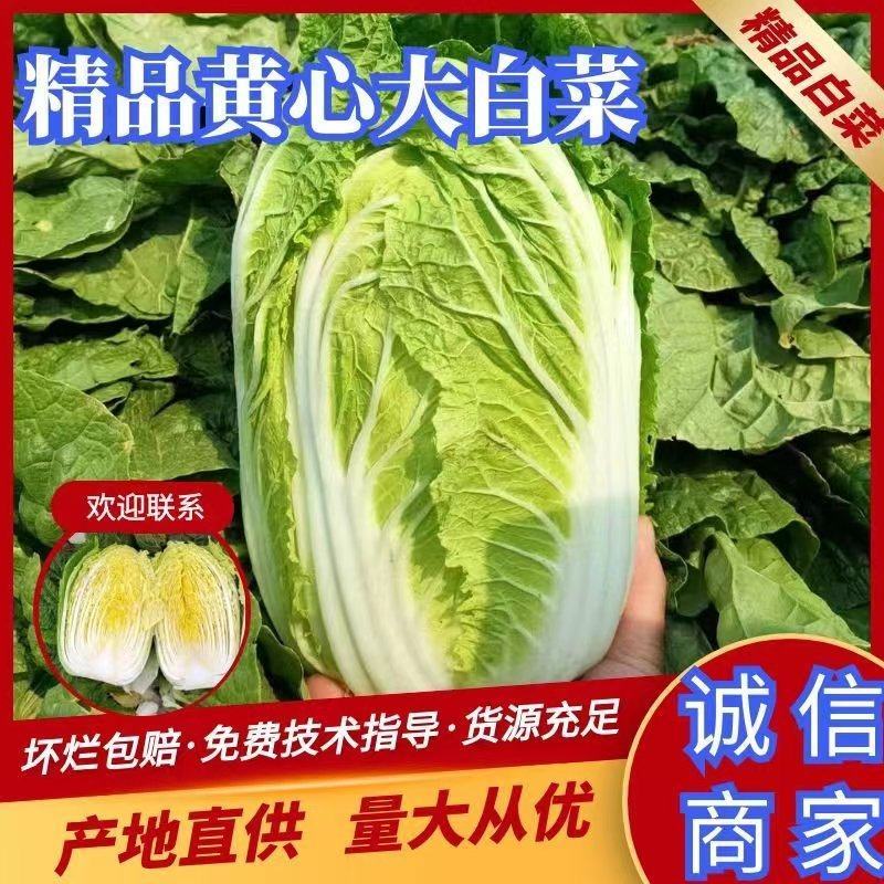 淮阳区黄心大白菜大量供应中品种齐全产地直供质量好